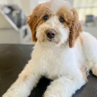 Hudson, a male Goldendoodle for sale in Russell, MA – 1 of 1