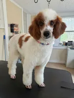 Ken, a male Poodle - Miniature  for sale in Russell, MA – 2 of 2