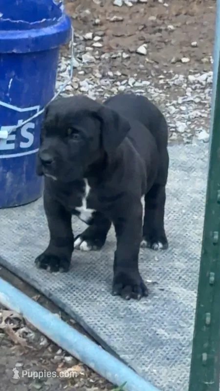 Dumpling  – Cane Corso puppy for sale in Murphysboro, IL