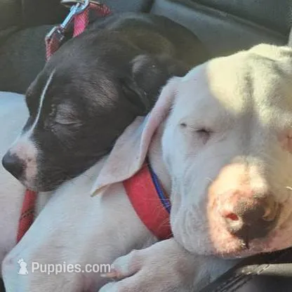 Baby Pink, a female Dogo Argentino and Cane Corso for sale in Los Angeles, CA – Photo 6 of 6