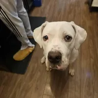 Royal Blue, a male Dogo Argentino and Cane Corso for sale in Los Angeles, CA – Photo 4 of 8