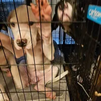 Royal Blue, a male Dogo Argentino and Cane Corso for sale in Los Angeles, CA – Photo 1 of 8