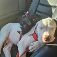 Royal Blue, a male Dogo Argentino and Cane Corso for sale in Los Angeles, CA – Photo 6 of 8