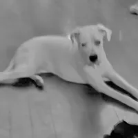 Royal Blue, a male Dogo Argentino and Cane Corso for sale in Los Angeles, CA – Photo 3 of 8