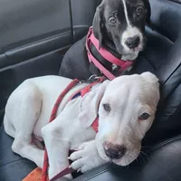 Royal Blue, a male Dogo Argentino and Cane Corso for sale in Los Angeles, CA – Photo 5 of 8
