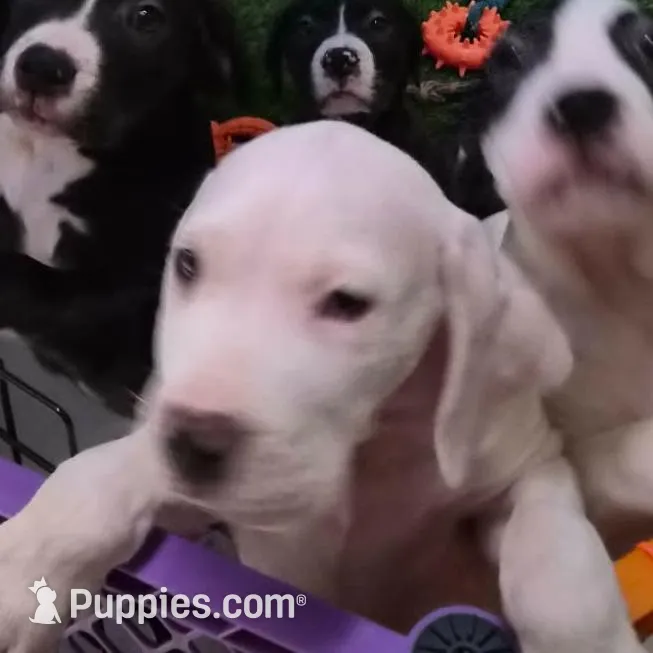 Royal Blue, a male Dogo Argentino and Cane Corso for sale in Los Angeles, CA – Photo 7 of 8