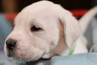 processed/f3e7c2fb-382e-4efa-9863-18cc460bad4e/listing/8d6fcf7c-9e57-4095-9843-ec4bffa1c00e/18f6f354-2c51-45e4-95fb-57b40a502389