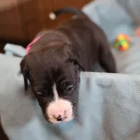 Hot Pink, a female Dogo Argentino and Cane Corso for sale in Los Angeles, CA – Photo 1 of 4