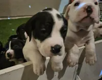 processed/f3e7c2fb-382e-4efa-9863-18cc460bad4e/listing/e8679abb-9f94-4bdf-9999-27f5cb47a111/1e457181-30dd-4a12-bf91-b85c1f724b4e