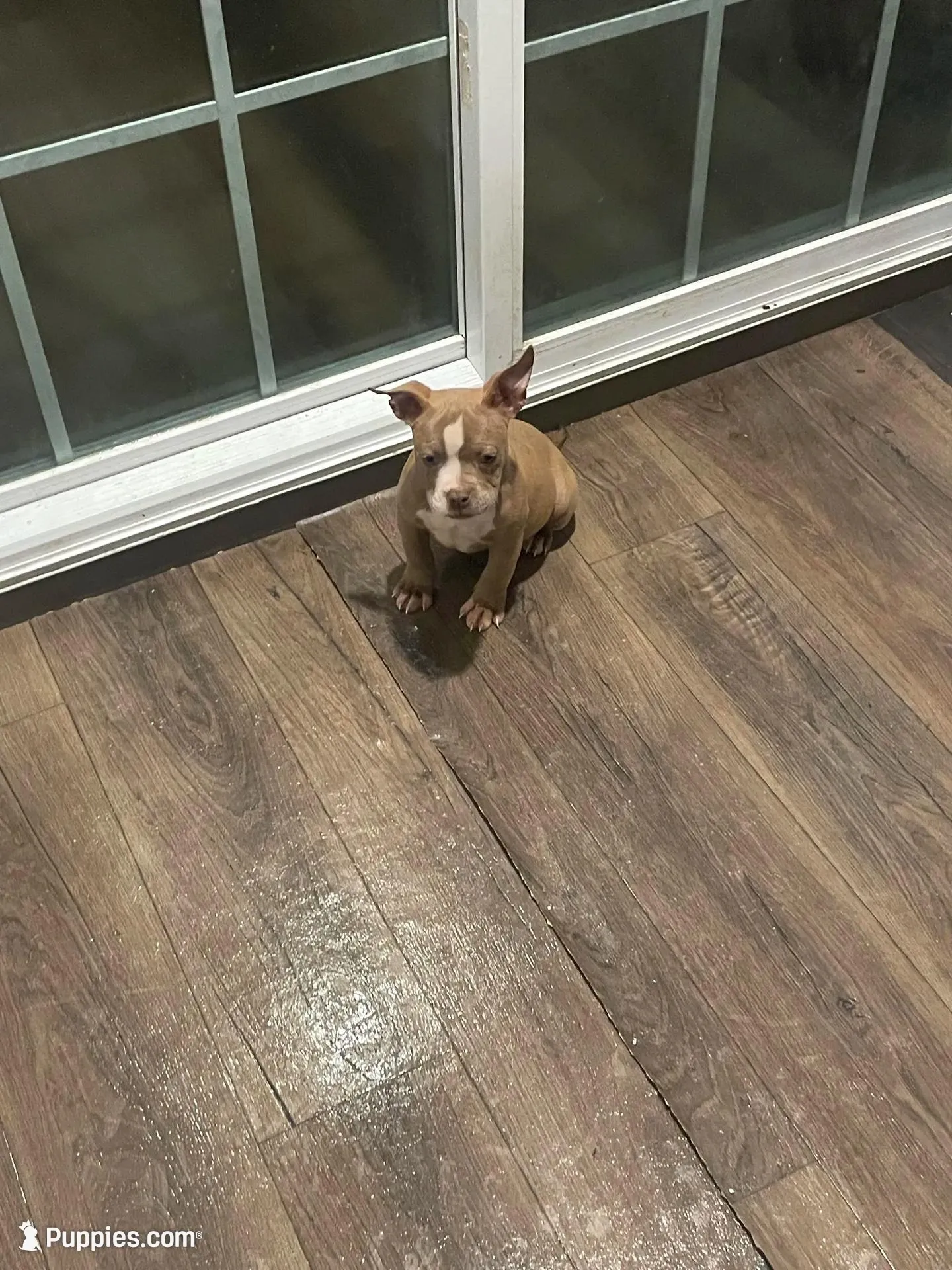 Mercury, a female American Bully for sale in Edison, NJ – Photo 6 of 8