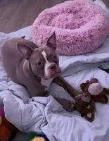 Mercury, a female American Bully for sale in Edison, NJ – Photo 5 of 8