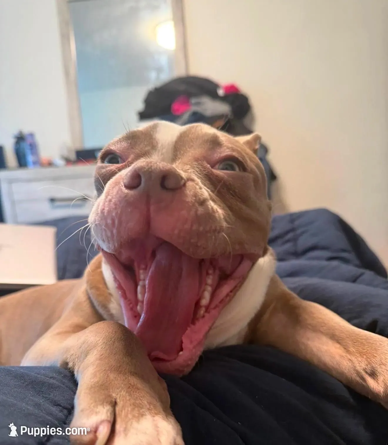 Mercury, a female American Bully for sale in Edison, NJ – Photo 4 of 8