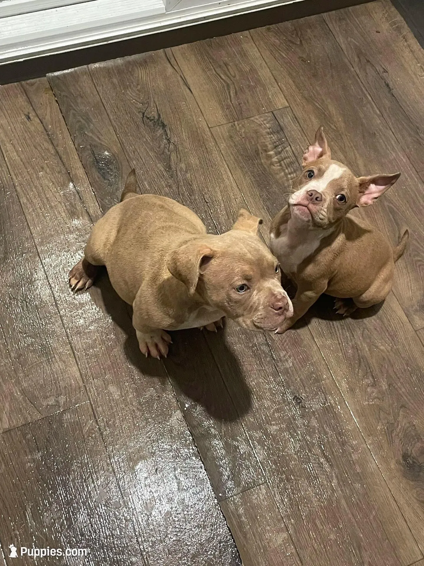 Mercury, a female American Bully for sale in Edison, NJ – Photo 7 of 8