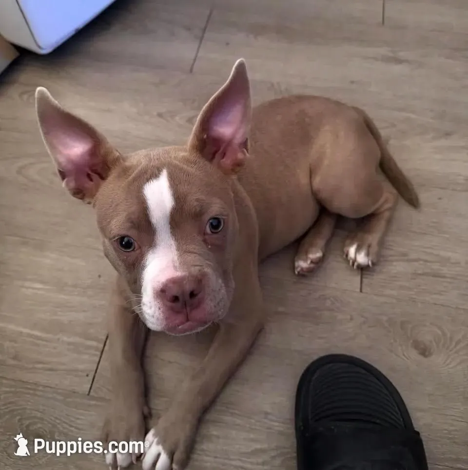 Mercury – American Bully puppy for sale in Edison, NJ