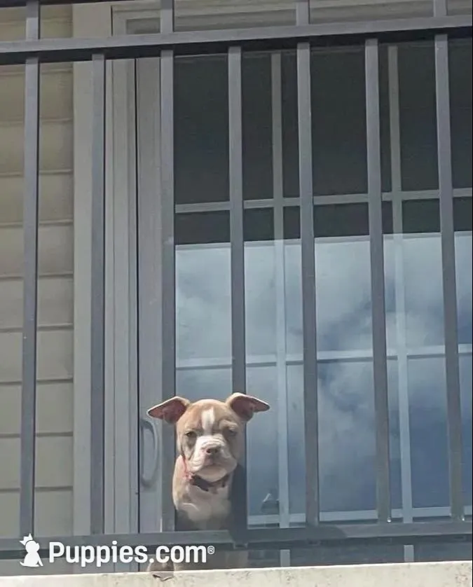 Mercury, a female American Bully for sale in Edison, NJ – Photo 2 of 8