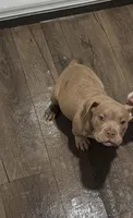 Nipsey, a male American Bully for sale in Edison, NJ – Photo 8 of 10