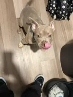 Nipsey, a male American Bully for sale in Edison, NJ – Photo 9 of 10