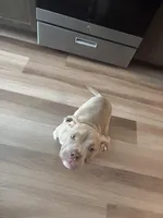 Nipsey, a male American Bully for sale in Edison, NJ – Photo 3 of 10