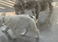 Nipsey, a male American Bully for sale in Edison, NJ – Photo 4 of 10