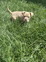 Nipsey, a male American Bully for sale in Edison, NJ – Photo 7 of 10