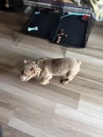 Nipsey, a male American Bully for sale in Edison, NJ – Photo 10 of 10