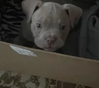 Nipsey, a male American Bully for sale in Edison, NJ – Photo 1 of 10