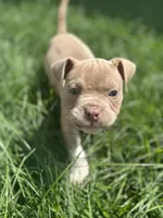 Nipsey, a male American Bully for sale in Edison, NJ – Photo 5 of 10