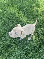 Nipsey, a male American Bully for sale in Edison, NJ – Photo 6 of 10