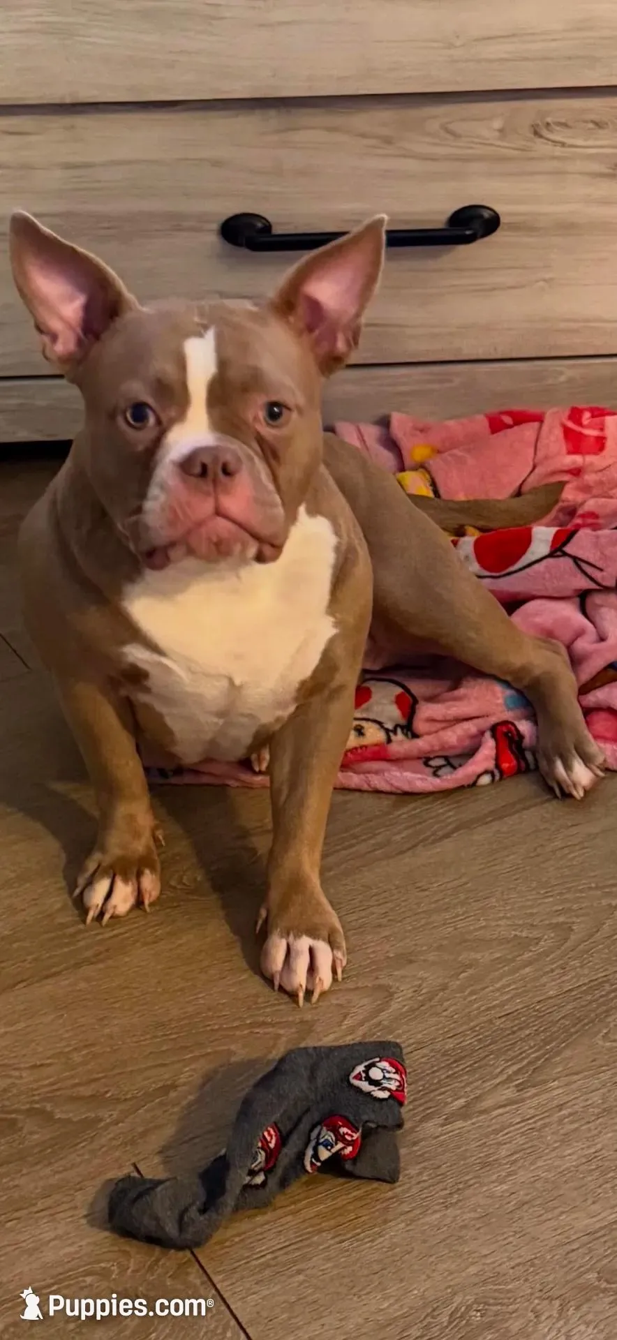 Mercury, a female American Bully for sale in Edison, NJ – Photo 8 of 8