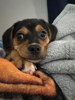 Sophie, a female Jack Russell Terrier and Cavalier King Charles Spaniel for sale in Dayton, OH – Photo 4 of 6