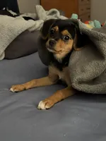 Sophie, a female Jack Russell Terrier and Cavalier King Charles Spaniel for sale in Dayton, OH – Photo 5 of 6