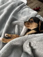 Sophie, a female Jack Russell Terrier and Cavalier King Charles Spaniel for sale in Dayton, OH – Photo 6 of 6