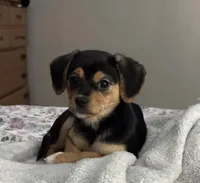 Sophie, a female Jack Russell Terrier and Cavalier King Charles Spaniel for sale in Dayton, OH – 7 of 7