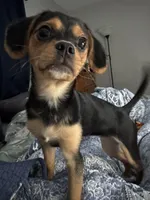 Sophie, a female Jack Russell Terrier and Cavalier King Charles Spaniel for sale in Dayton, OH – Photo 2 of 6