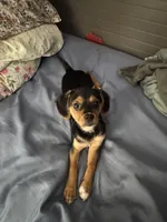 Sophie, a female Jack Russell Terrier and Cavalier King Charles Spaniel for sale in Dayton, OH – Photo 3 of 6