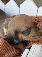 Shaded Red Female Dapple, a female Dachshund for sale in Murfreesboro, TN – 3 of 4