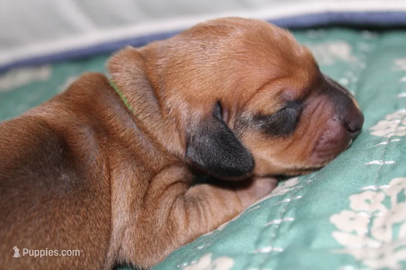 Shaded Red Female, a female Dachshund for sale in Murfreesboro, TN – 1 of 2