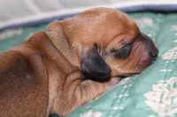 Shaded Red Female, a female Dachshund for sale in Murfreesboro, TN – 1 of 2