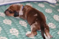 Red Shaded Dapple, a male Dachshund for sale in Murfreesboro, TN – 2 of 3