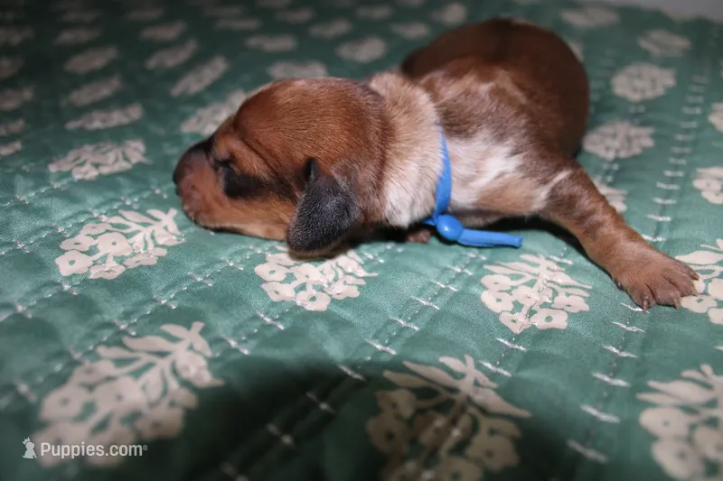 Red Shaded Dapple, a male Dachshund for sale in Murfreesboro, TN – 1 of 3