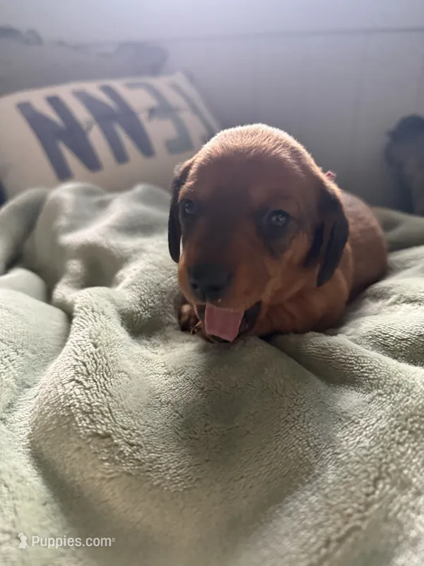 Red Shaded  – Dachshund puppy for sale in Murfreesboro, TN