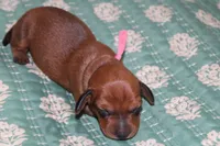 Red Shaded , a female Dachshund for sale in Murfreesboro, TN – 3 of 3
