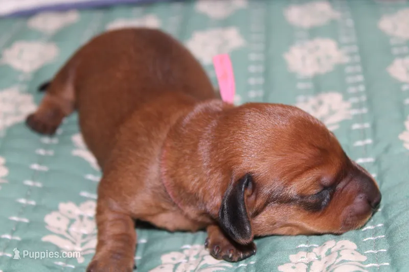 Red Shaded , a female Dachshund for sale in Murfreesboro, TN – 1 of 3