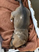 Shaded Red Female Dapple, a female Dachshund for sale in Murfreesboro, TN – 2 of 4