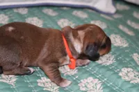 Shaded Red Dapple, a female Dachshund for sale in Murfreesboro, TN – 2 of 2