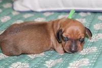 Shaded Red Female, a female Dachshund for sale in Murfreesboro, TN – 2 of 2
