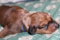 Red Shaded Dapple, a male Dachshund for sale in Murfreesboro, TN – 3 of 3