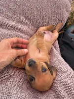Male Shaded Red, a male Dachshund for sale in Murfreesboro, TN – 1 of 2