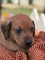 Male Shaded Red, a male Dachshund for sale in Murfreesboro, TN – 2 of 2