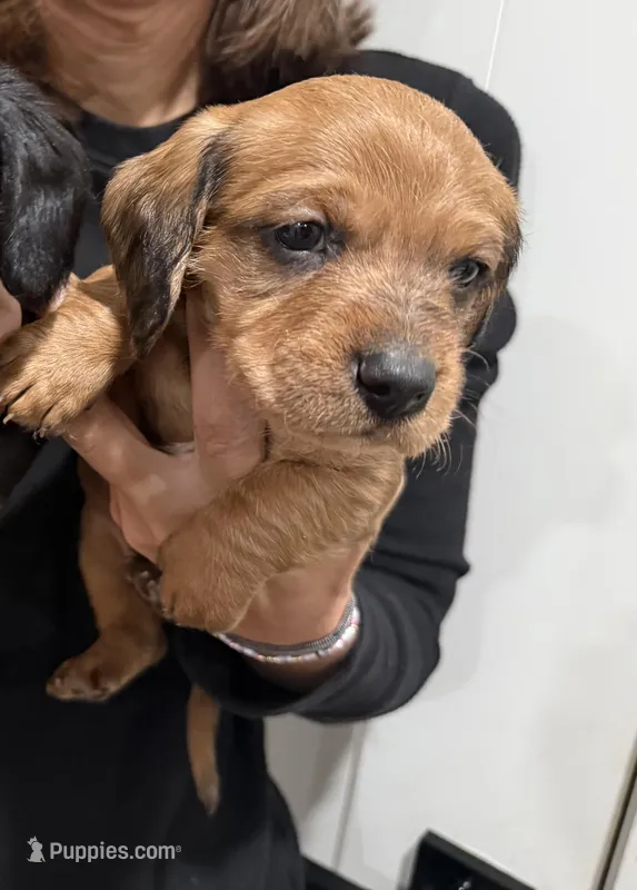 Male shaded brown/red dapple – Dachshund puppy for sale in Murfreesboro, TN